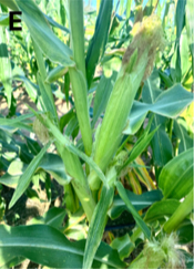 A green corn plant with an over-production of ears, in a field of other corn plants.