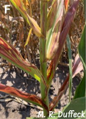 A corn plant with intense reddening streaks on the leaves and shortened internodes that indicate a severely stunted corn plant. 