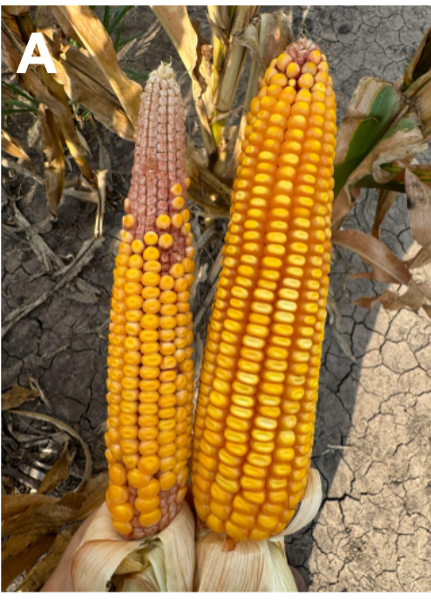 Two corns on cobs, the left corn is skinnier and is missing kernels on the top, while the right corn is wider and has all of the kernels from the corn.
