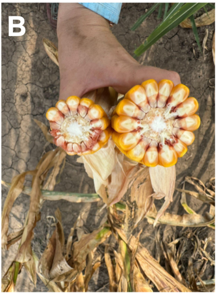 Two corns on cobs flipped upside down, demonstrating the difference between the ears. The left ear is smaller, and the right ear is denser. 