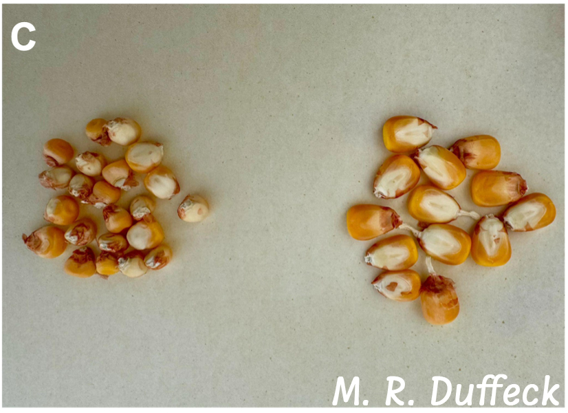 Two groups of kernels, showing the difference between healthy and infected kernels. The left kernels are smaller in size and the right kernels are bigger.