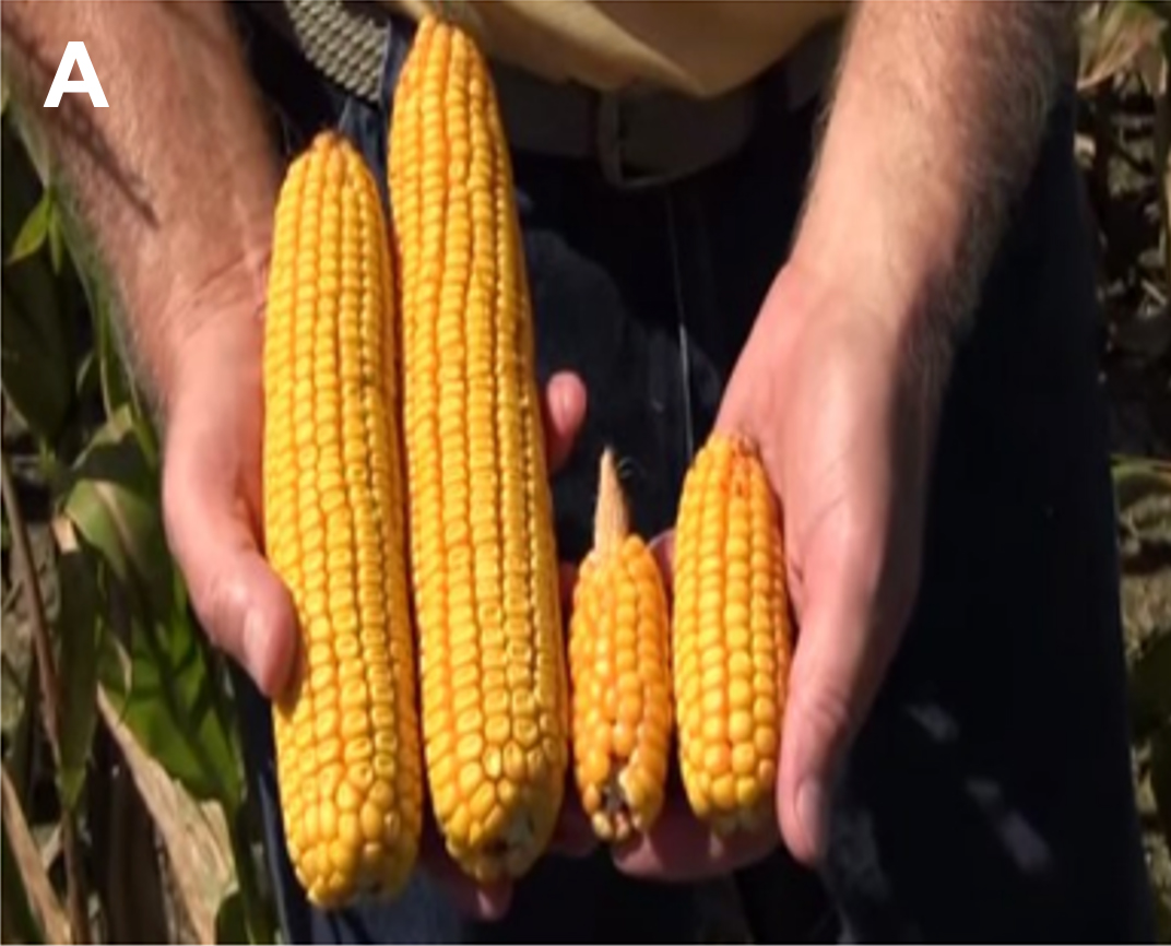 Four corns on cobs. The two on the left are taller, while the two on the right are shorter and smaller in size. 