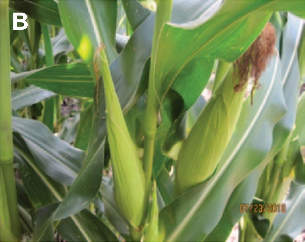 A corn plant with green leaves and whorls.