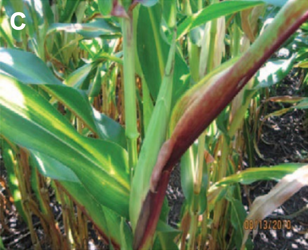 A corn plant with green leaves, reddening streaks and purple discoloration due to affected ear development.