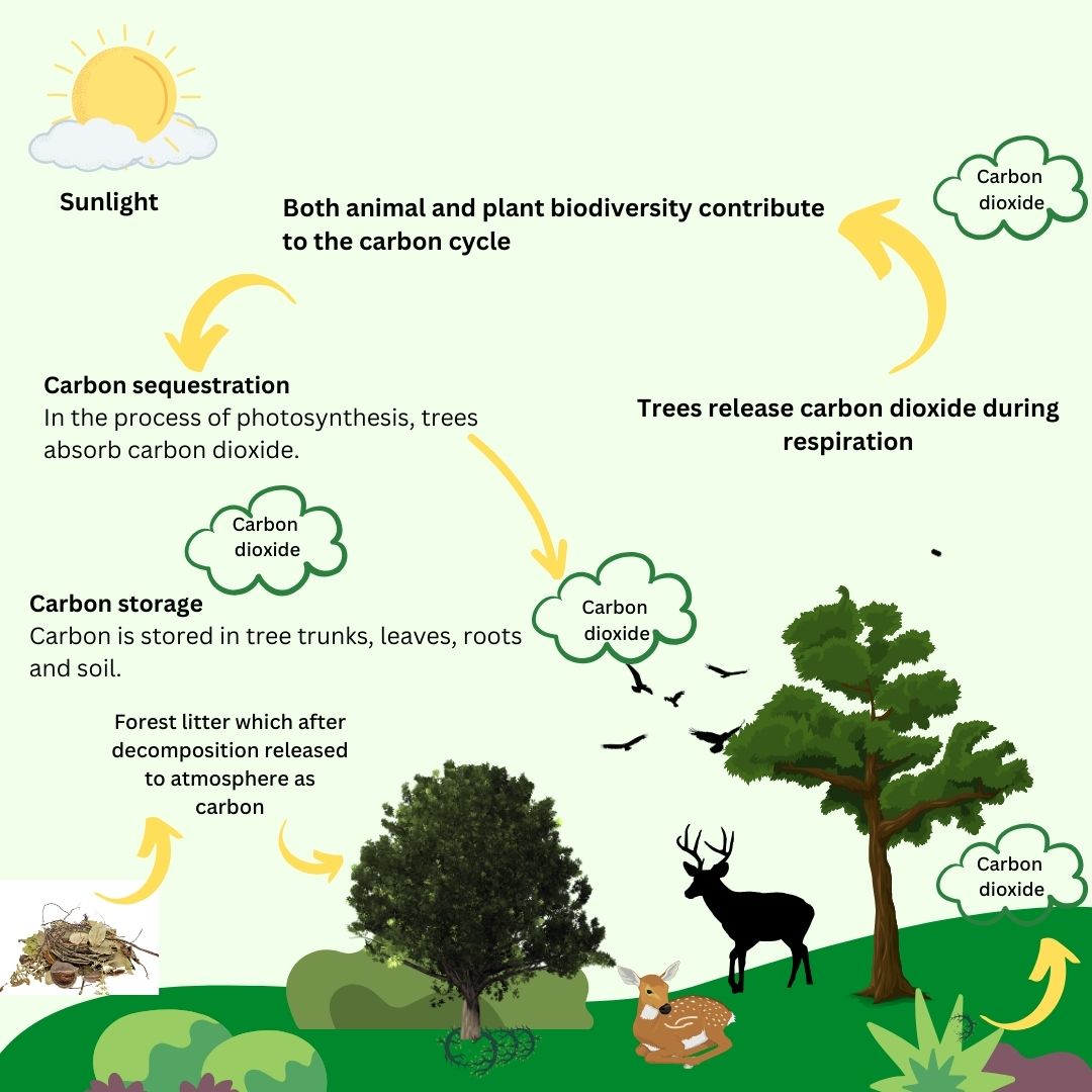 The forest carbon cycle includes the sun in the top left representing sunlight. On top, Both animals and plant biodiversity contribute to the carbon cycle. A carbon dioxide cloud is in the top right. Carbon sequestration in the process photosynthesis, trees absorb carbon dioxide. Trees releases carbon dioxide during respiration. Carbon storage, carbon is stored in tree trunks, leaves, roots and soil. Forest litter which after decomposition released to atmosphere as carbon.