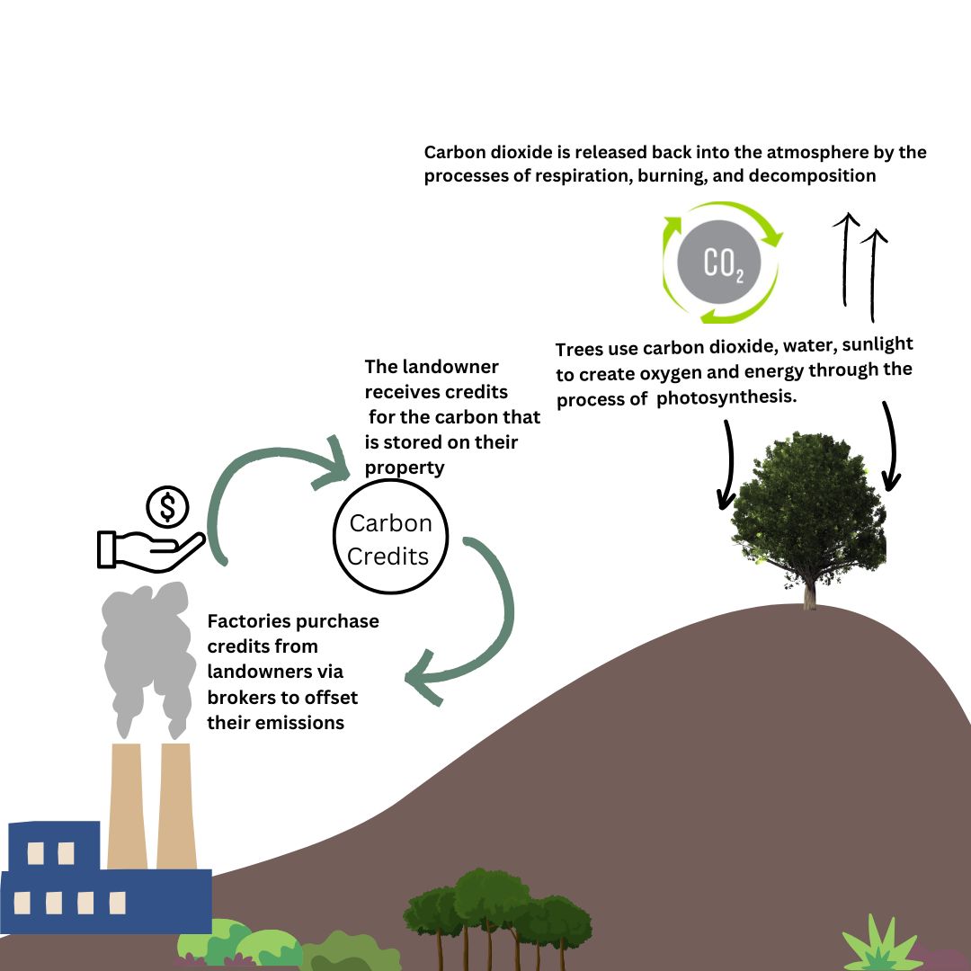 This carbon illustration includes carbon dioxide is released back into the atmosphere by the processes of respiration, burning an decomposition on top. The CO2 logo with arrows around it. A factory with chimney blowing smoke up on the left side, above it is a hand with a dollar sign. The text next to the factory is factories purchase credit from landowner via brokers to offset their emissions. A circle with text, Carbon Credits. The landowners receive credits for the carbon that is stored on their property. Trees use carbon dioxide, water, sunlight too create oxygen and energy through the process of photosynthesis.