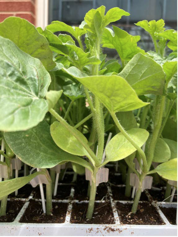 Introduction to Vegetable Grafting | Oklahoma State University