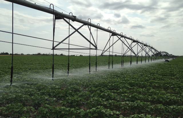 Water is spraying over crops in a field using a low-pressure center pivot system.