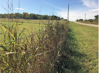 Johnsongrass along a fence line.