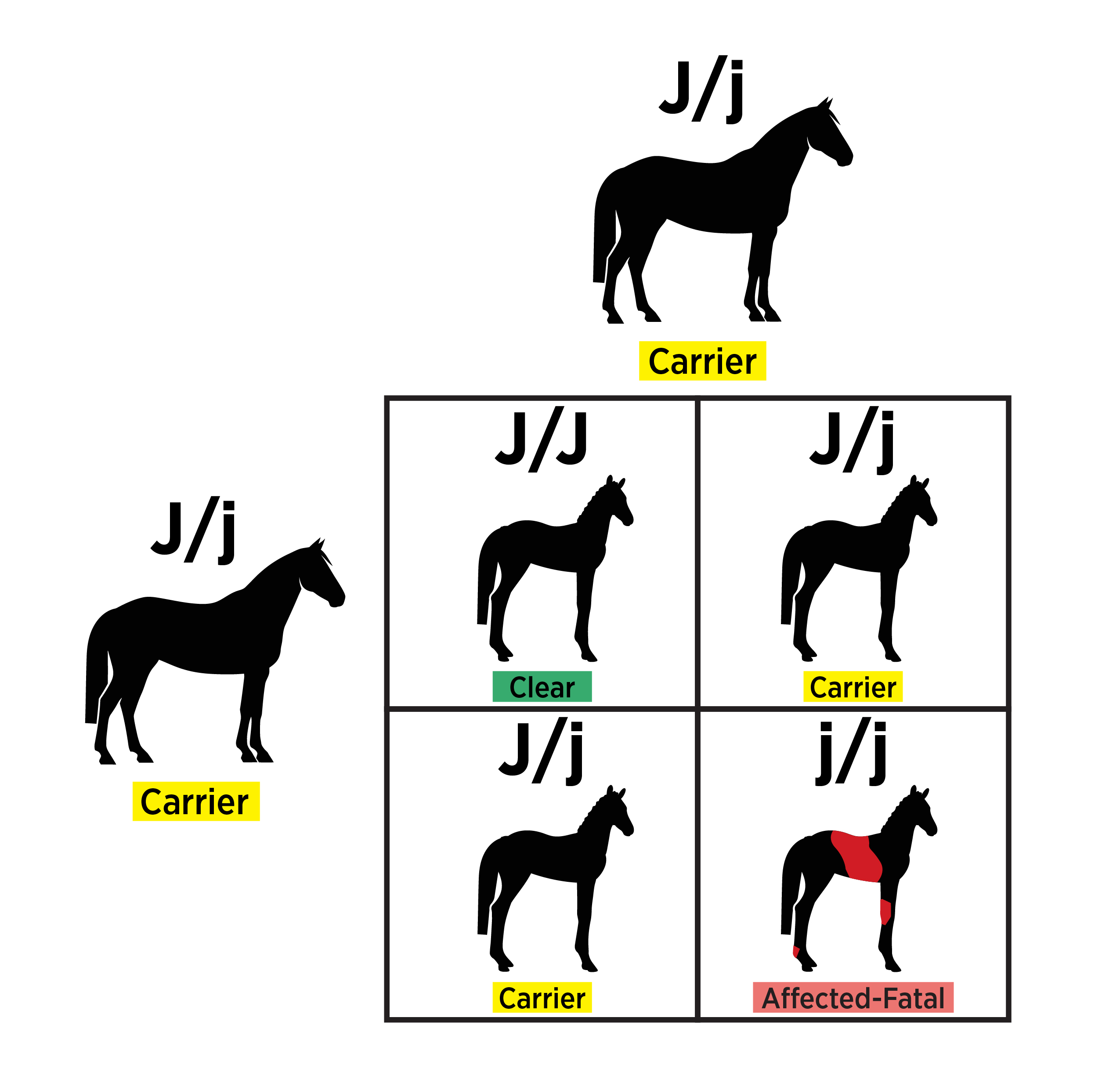 Genetic inheritance diagram showing two J/j carrier horses and a Punnett square with 25% clear, 50% carrier and 25% affected-fatal offspring.