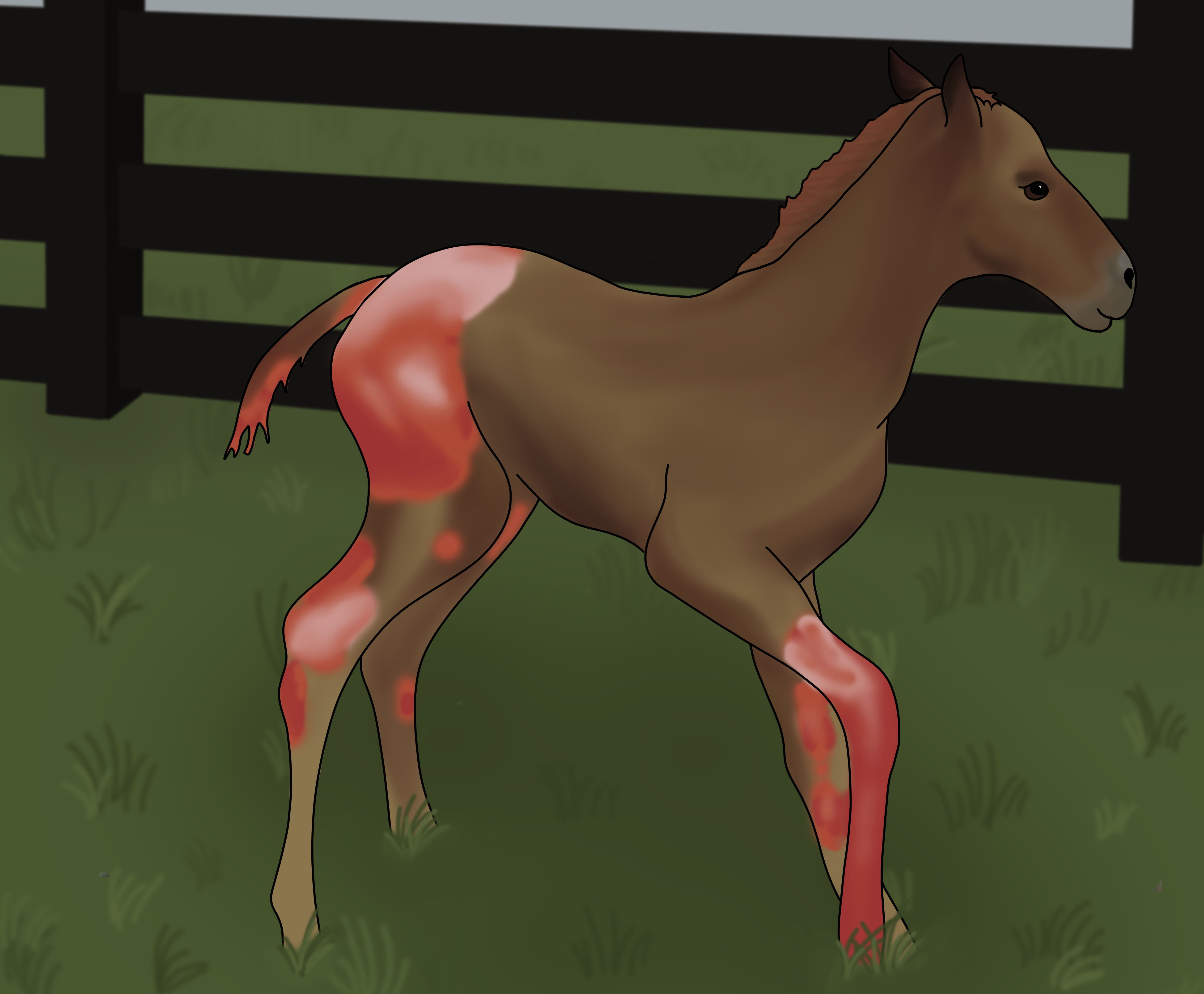 A young brown foal standing in a grassy pasture beside a dark wooden fence. Its hindquarters and legs feature striking red and pink patches.