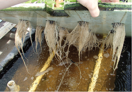 Roots of plants from the bottom of a floating raft system.