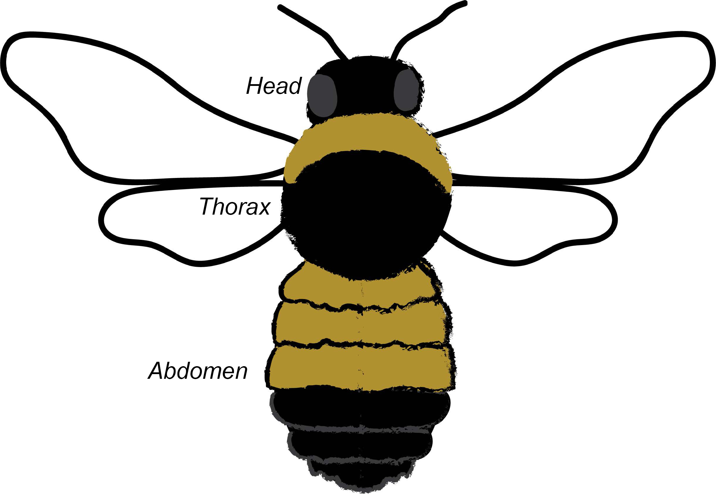A yellow and black bee with the head, thorax and abdomen labeled.