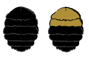 A solid black bee abdomen and a yellow and black abdomen.