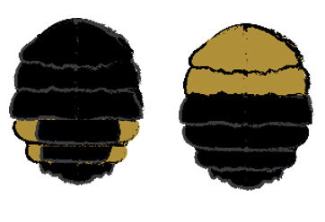A black bee abdomen illustration with yellow sides and a half black and yellow illustration.