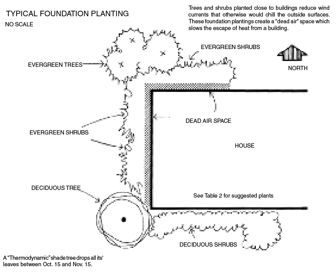 This diagram shows an example of typical foundation planting with a house surrounded by evergreen shrubs on the north side and deciduous on the south. This diagram shows an example of typical foundation planting with a house surrounded by evergreen shrubs on the north side and deciduous on the south.