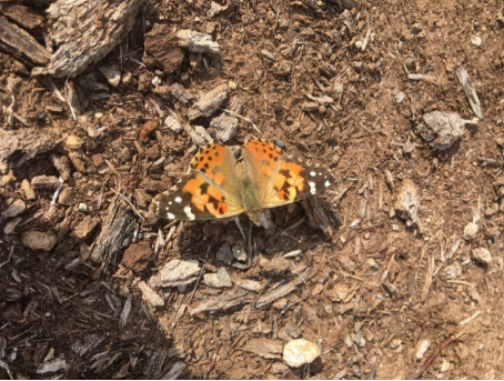 Painted lady butterfly. Painted lady butterfly.
