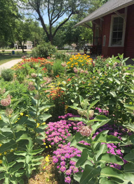 Typical butterfly garden. Typical butterfly garden.