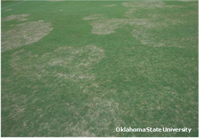 Large discolored patches in grass