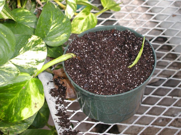 Gardening soil in a pot