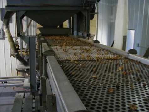 Pecans on a conveyer belt.