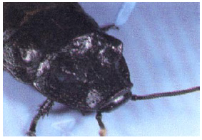 Male Madagascar Hissing Cockroach