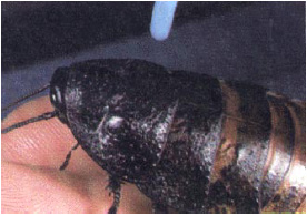 Female Madagascar Hissing Cockroach