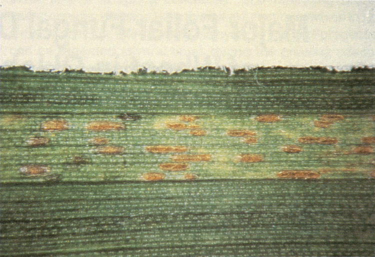 Stripe rust. Pustules in a stripe-like arrangement with yellow colored spores.
