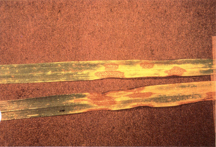 Septoria leaf blotch. Dark specks in the dead leaf tissue.