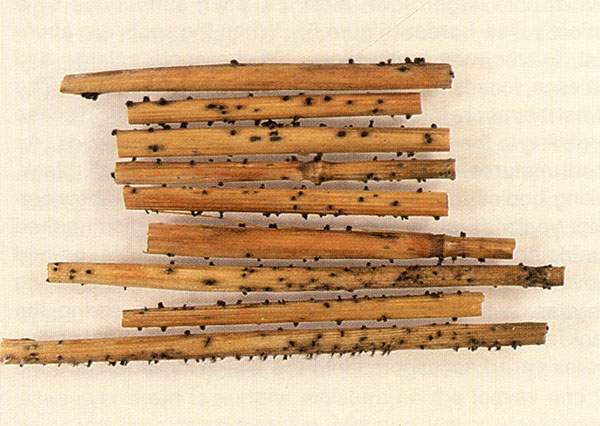 Pseudothecia. Black survival structures of the tan spot fungus, which occur most commonly on straw and stubble.