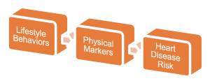 Lifestyle behaviors, physical markers, and heart disease risk are featurd in three boxes.