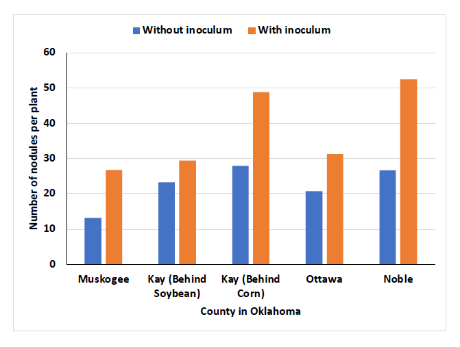 An orange and blue bar chart for Muskogee Kay, (Behind Soybean), Kay (Behind Corn), Ottawa and Noble county, showing the number of nodules per plant. For Muskogee county, Without inoculum, the nodule is at a 15, and with inoculum the nodule is at 25. For Kay county (Behind soybean), Without inoculum, the nodule is at a 25, and with inoculum the nodule is at 30. For Kay county (Behind corn), Without inoculum, the nodule is at a 30, and with inoculum the nodule is at 50. For Ottawa county, Without inoculum, the nodule is at a 20, and with inoculum the nodule is at 30. For Noble county, Without inoculum, the nodule is at a 25, and with inoculum the nodule is at 50.