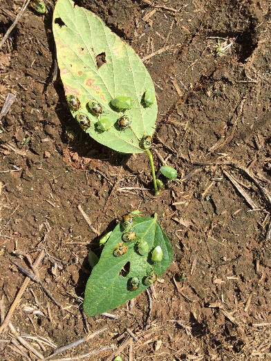 Stinkbugs on a leaf