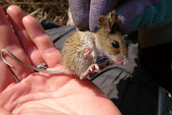 Small harvest mouse in a hand