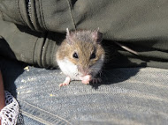 Small white-footed mouse on a person's lap