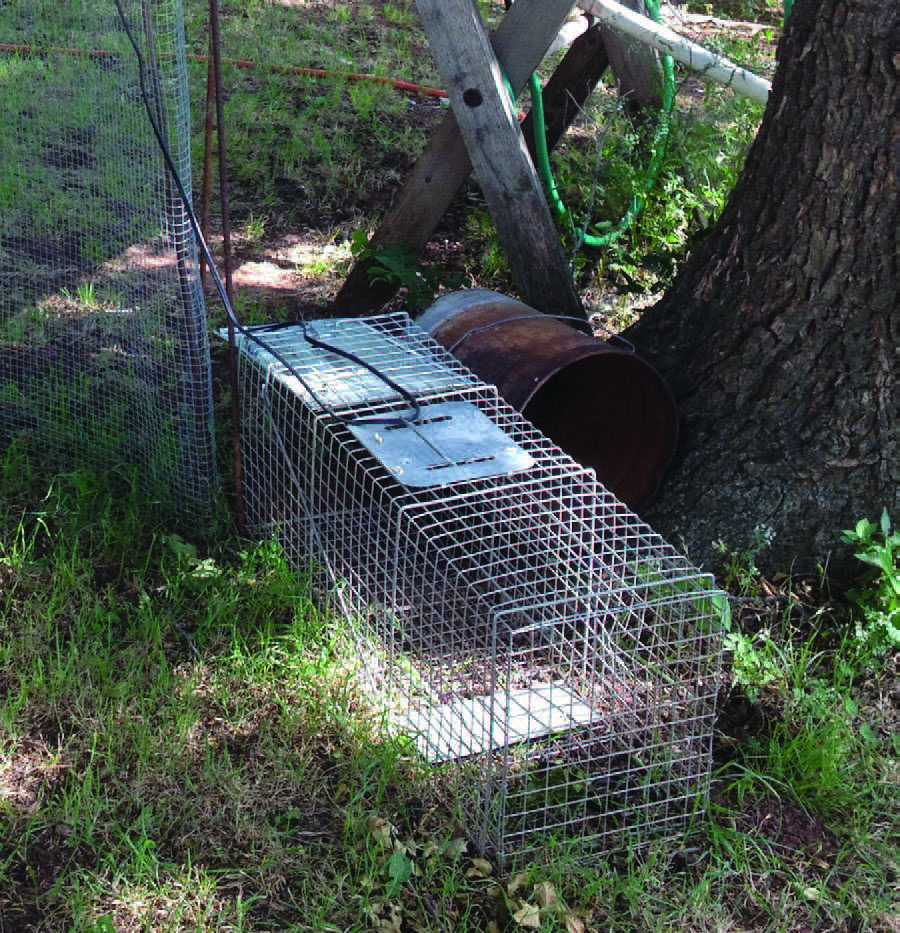 A metal armadillo cage placed next to a tin can and a tree.