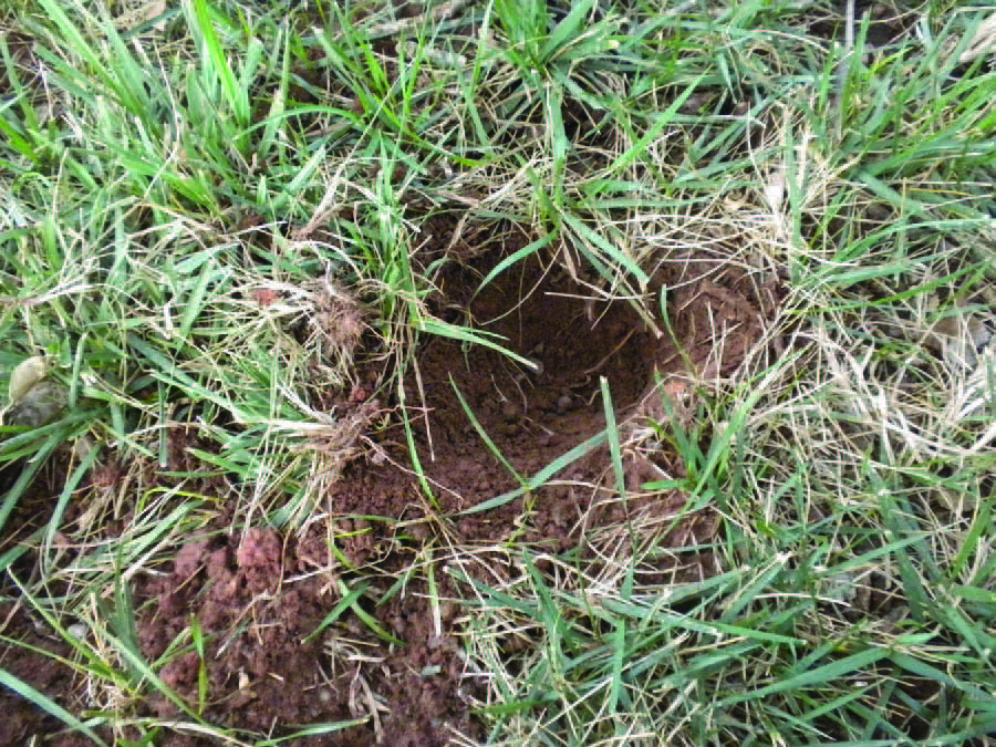 A small hole in the ground dug by an armadillo.