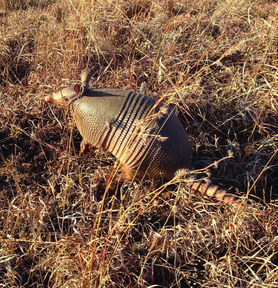 An armadillo in a field.