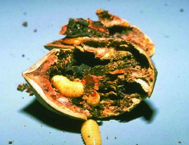 Pecan weevil larvae in a nut.