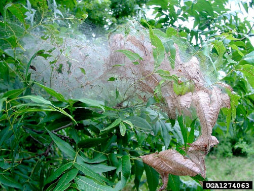Fall webworm feeding inside silken web on pecan tree. 