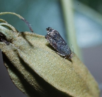 Hickory shuckworm adult moth on a pecan.