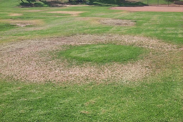 Grass with low irrigation pressure has uneven patterns.