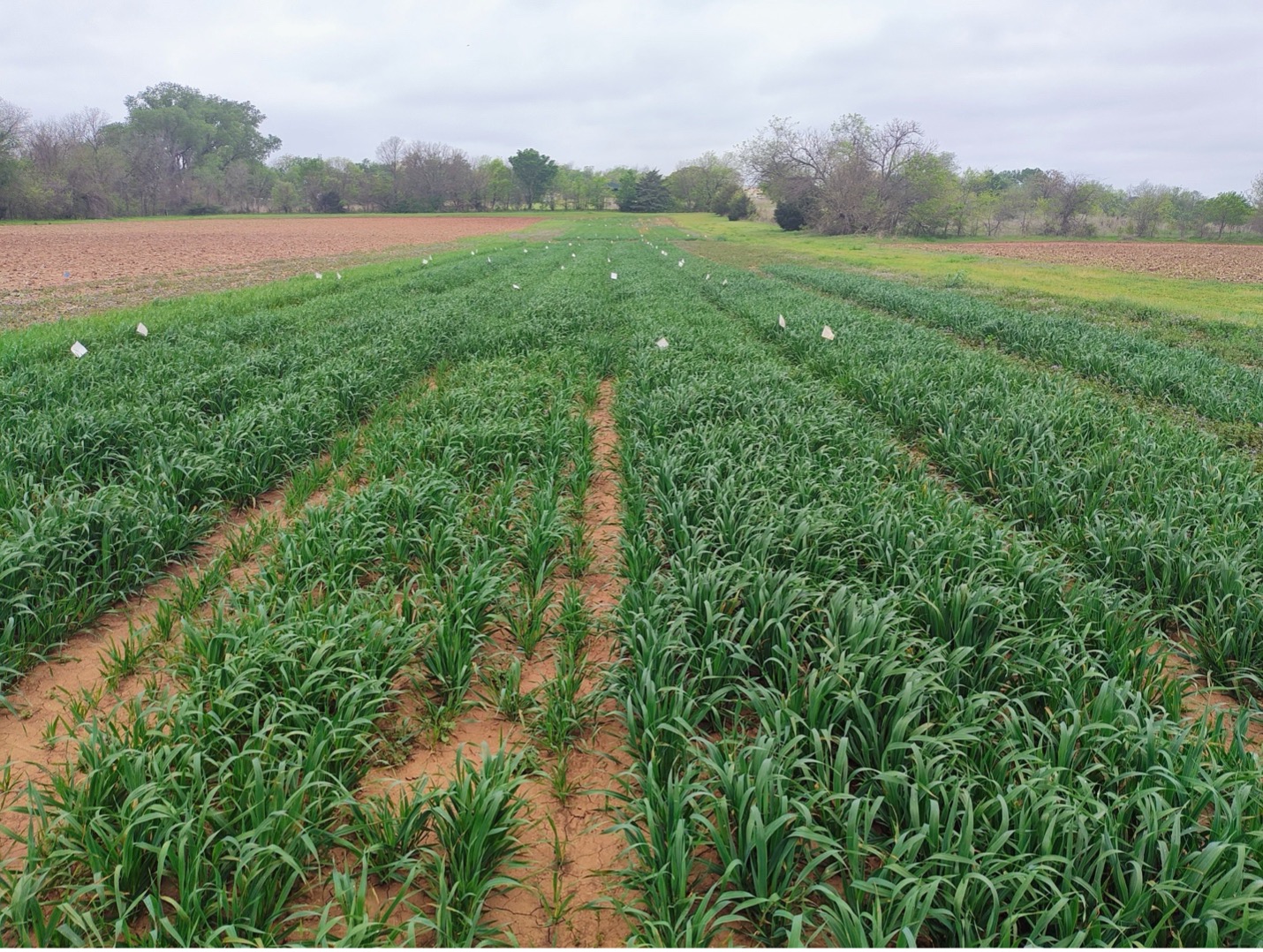A green Oat field with a view of small white flags and big trees in the back.