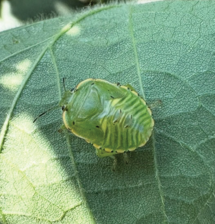 A big green stunk bug nympth on a green leaf.