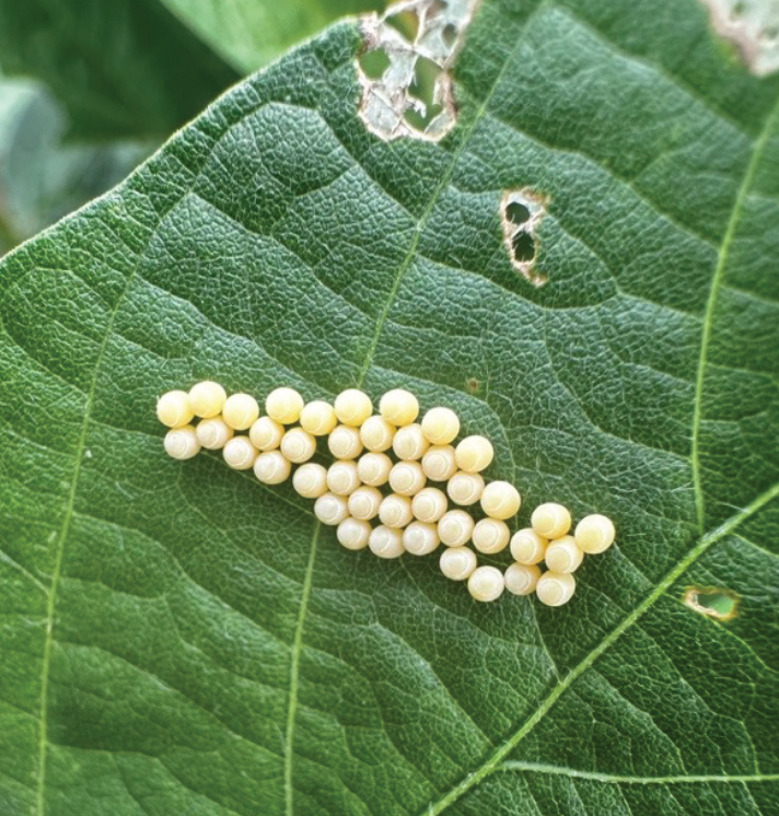 A bunch of white stink bug eggs on a green leaf.