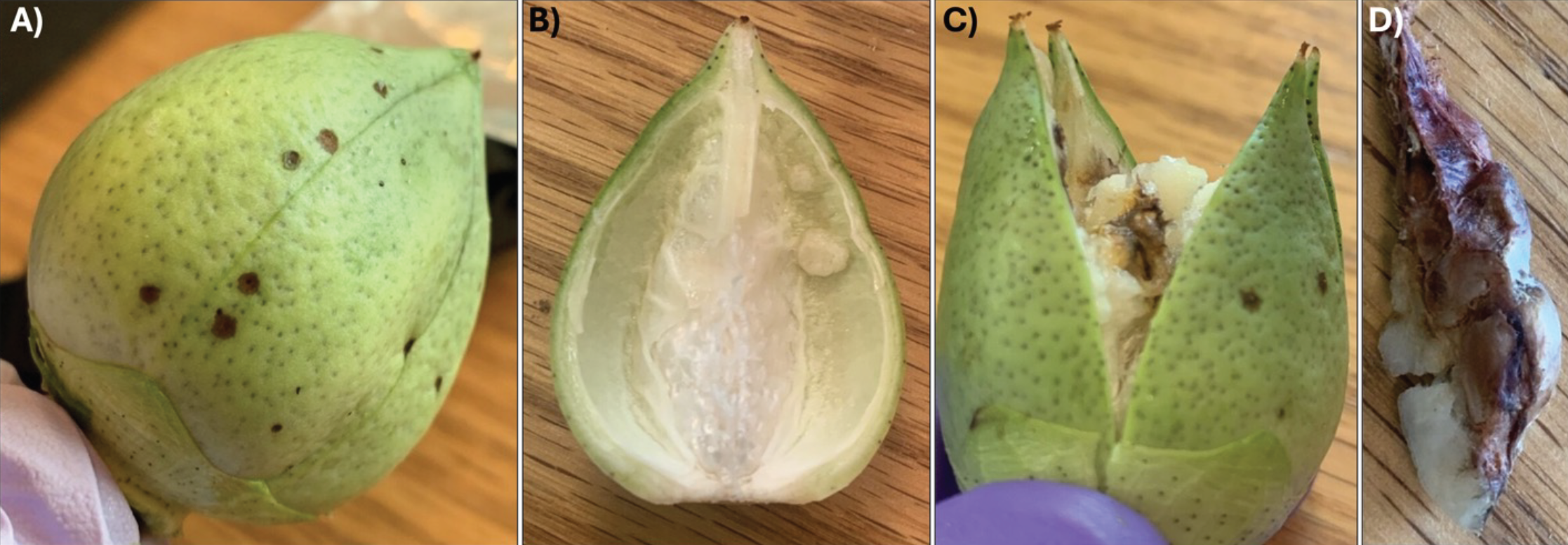 Four different examples of how a stink bug damages cotton bolls. Figure 6. A, shows a green cotton boll with externam lesions that have black dots all around. B, shows the inside of the green cotton boll with white colored warts on the wall.  C, shows the green cotton boll half open, with damaged locule that produces stained lint. D, shows a brown and white discolored locule that indicates the cotton boll is rotting.