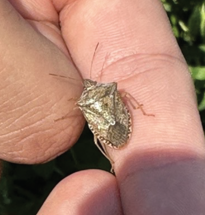An adult brown stink bug on a person's finger.