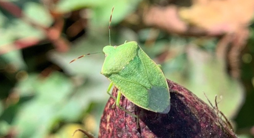 An adult green stink bug sitting on top of brown bark.