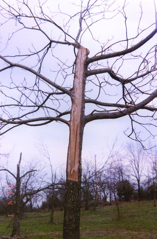 Large amount of bark stripped from an ice damaged tree.