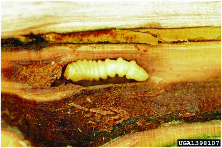 Asian longhorned beetle larva inside tree.